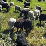 Location Du Ranch Cantarettu * אלגז'ולה