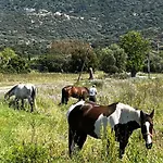 Location Du Ranch Cantarettu אתר קמפינג אלגז'ולה