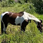 Location Du Ranch Cantarettu