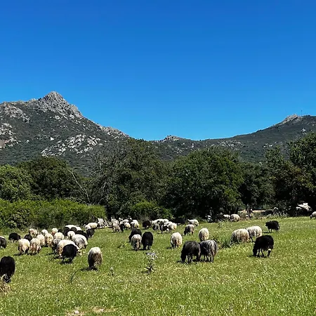 Location Du Ranch Cantarettu Campsite *