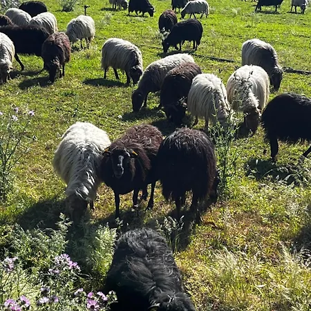 Location Du Ranch Cantarettu * אלגז'ולה