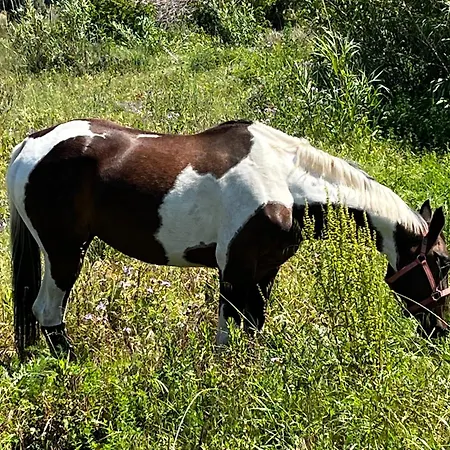 Location Du Ranch Cantarettu