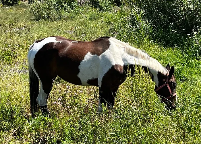 Location Du Ranch Cantarettu